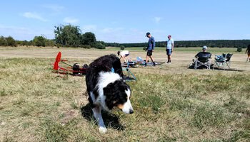 Teamhund Anton