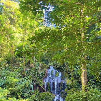 Suriquest Jungle Trip007