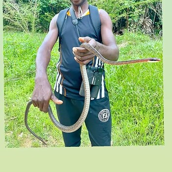 Man holding snake forest 2026 05