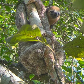 Sloth hanging on tree 2026 05