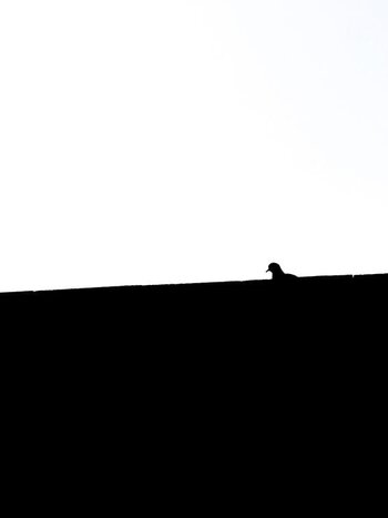 Mohammad Alizadegan Minimal