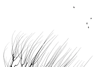 Nazanin Davari Minimalist