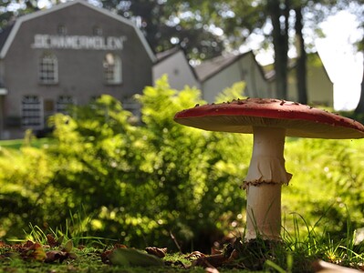 Academie voor Meesterschap - De Hamermolen