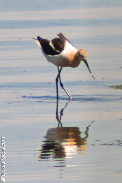 American Avocet American Avocet wading in shallow water with its reflection visible capturing the elegance of this striking bird. Perfect representation of the American Avocet in its habitat.