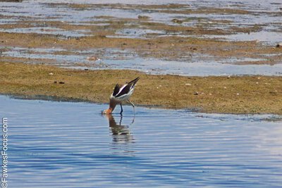 American Avocet American Avocet wading in shallow water at a coastal wetland displaying distinct plumage against a natural backdrop exploring its habitat for food and shelter.