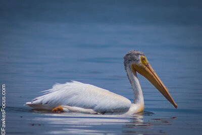 American White Pelican American White Pelican gracefully swimming on a serene blue lake showcasing its distinctive white plumage and long yellow bill. Perfect representation of wildlife in nature.