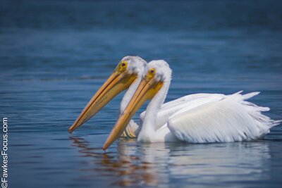 American White Pelican Two American White Pelicans gracefully swimming in calm blue waters showcasing their distinctive long orange bills and striking white feathers. Perfect wildlife scene.