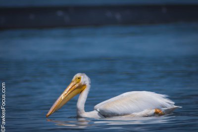 American White Pelican American White Pelican gracefully floating on serene blue water showcasing its distinctive white plumage and long beak ideal for wildlife enthusiasts and birdwatchers.