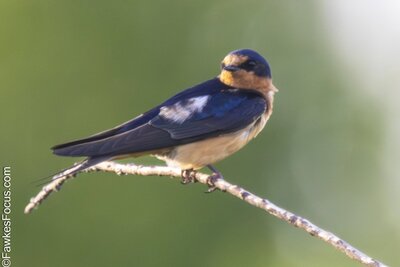 Barn Swallow Barn Swallow perched gracefully on a slender branch with vibrant plumage against a blurred green background perfect shot highlighting the elegance of this bird species.