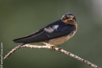 Barn Swallow Barn Swallow perched on a slender branch in natural habitat displaying its distinctive plumage. Ideal photo for birdwatching enthusiasts and nature lovers seeking Barn Swallow imagery.