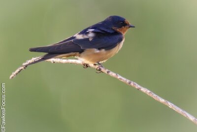 Barn Swallow Barn Swallow perched on a delicate branch against a soft green background showcasing its vibrant plumage. Perfect representation of Barn Swallow bird species in natural habitat.