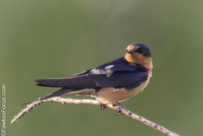 Barn Swallow Barn Swallow perched gracefully on a branch with a vibrant green background showcasing its sleek plumage and elegant posture perfect depiction of this agile songbird.
