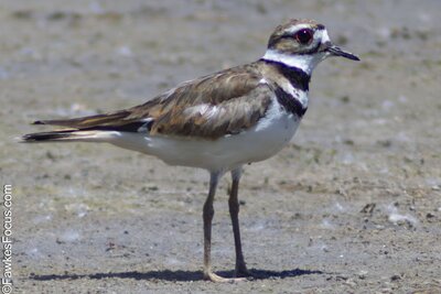 Killdeer Killdeer bird standing on sandy ground showcasing its distinctive brown and white plumage and unique markings capturing the essence of its natural habitat.