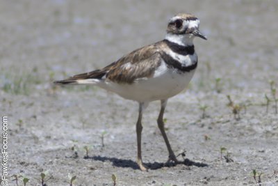 Killdeer Killdeer bird standing on a sandy surface showcasing its distinct black and white markings. Perfect example of Killdeer native habitat and plumage for bird enthusiasts.