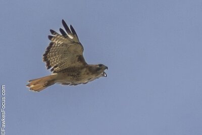 Red-tailed Hawk Red-tailed Hawk soaring gracefully against a clear blue sky showcasing its distinctive red tail feathers and strong wingspan highlighting its agile flight abilities.