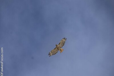 Red-tailed Hawk Red-tailed Hawk soaring through the clear blue sky showcasing its impressive wingspan and distinctive reddish tail displaying the beauty of this majestic bird of prey.