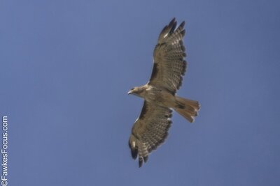 Red-tailed Hawk A Red-tailed Hawk soaring in the clear blue sky displaying its distinctive tail feathers and broad wings perfect for nature enthusiasts and bird watchers.