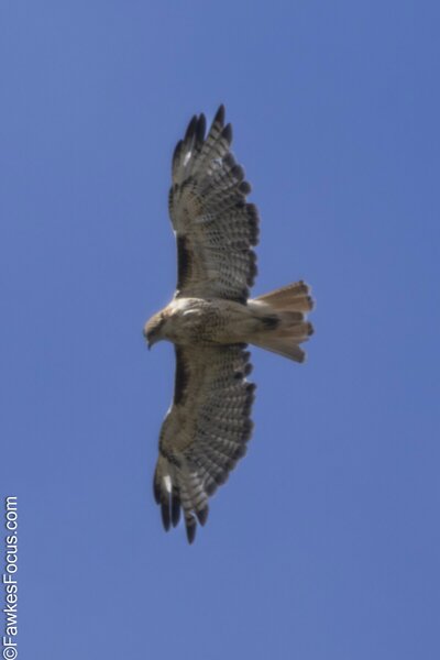 Red-tailed Hawk Red-tailed Hawk soaring through clear blue sky showcasing its impressive wingspan and distinctive tail feathers a magnificent bird of prey in its natural habitat.