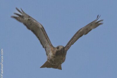 Red-tailed Hawk Red-tailed Hawk soaring gracefully in a clear blue sky showcasing its wide wingspan and impressive flight posture highlighting the beauty of this majestic bird of prey