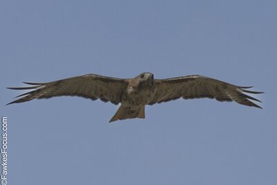 Red-tailed Hawk Red-tailed Hawk soaring in clear blue sky showcasing its impressive wingspan and striking plumage ideal for birdwatching and nature enthusiasts interested in raptor species.