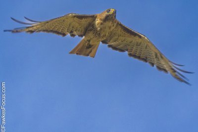 Red-tailed Hawk Red-tailed Hawk soaring in a clear blue sky showcasing its impressive wingspan and distinctive red tail. Ideal image for bird enthusiasts and wildlife photography lovers.