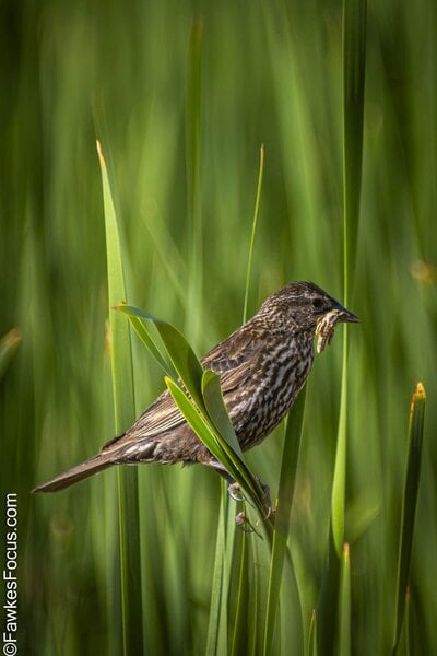 Red-winged Blackbird Red-winged Blackbird perched among lush green reeds in its natural habitat showcasing its distinctive dark plumage perfect example of Red-winged Blackbird in the wild.