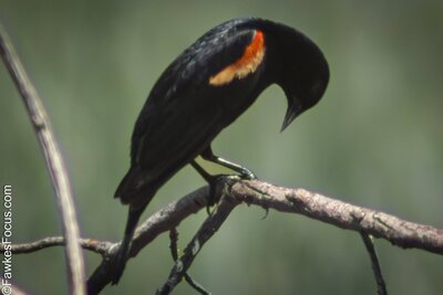 Red-winged Blackbird Red-winged Blackbird perched on a branch in its natural habitat showing the vibrant red and yellow shoulder patches characteristic of this bird species.