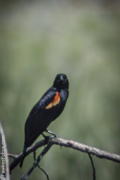 Red-winged Blackbird Red-winged Blackbird perched on a branch displaying its distinctive red and yellow shoulder patches against a blurred natural background ideal for birdwatching enthusiasts.