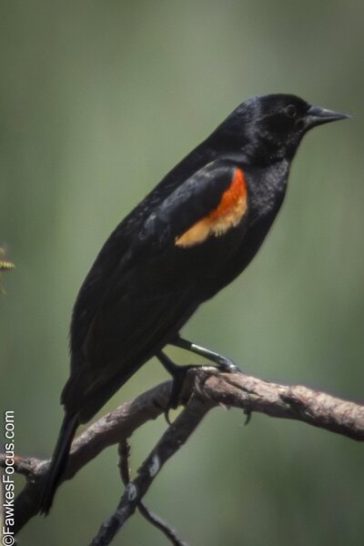 Red-winged Blackbird A Red-winged Blackbird perched on a branch with its vibrant red wing patch visible against a blurred natural background showcasing the bird's distinctive coloring.