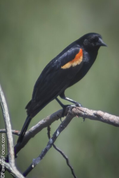 Red-winged Blackbird Red-winged Blackbird perched on a branch displaying its distinctive red and yellow shoulder patches against a blurred green background during a sunny day.