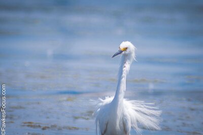 Snowy Egret standing gracefully in a tranquil water setting with pristine feathers and a soft-focus background. Perfect display of the Snowy Egret's elegance and beauty.