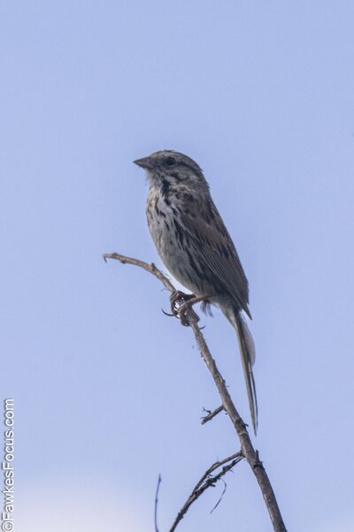 Song Sparrow Song Sparrow perched on a branch against a clear blue sky showcasing its distinctive brown and gray plumage perfect for bird enthusiasts and nature photographers.