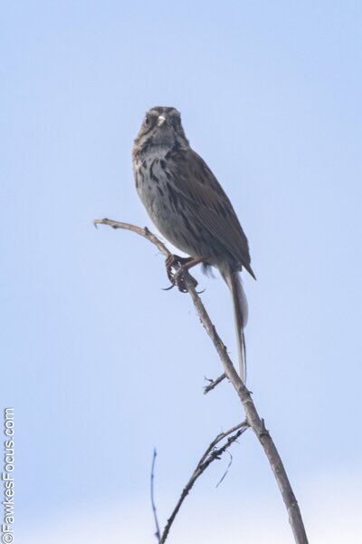Song Sparrow Song Sparrow perched on a thin branch against a clear blue sky showcasing its distinct brown and white plumage. Perfect example of Song Sparrow in natural habitat.