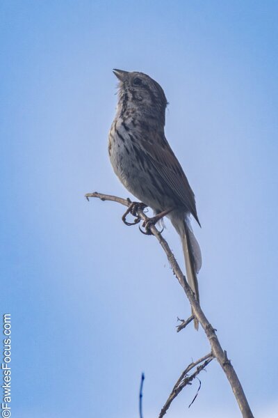Song Sparrow Song Sparrow perched on a branch against a clear blue sky, showcasing its distinctive plumage and vibrant presence in natural habitat, highlighting Song Sparrow birdwatching.