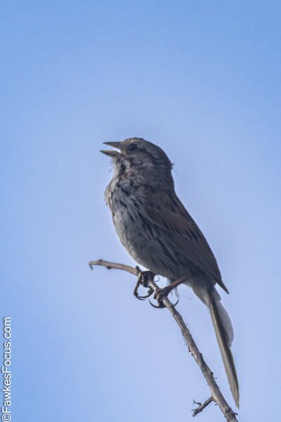 Song Sparrow Song Sparrow perched on a branch against a clear blue sky with its beak open in mid-song showcasing its brown and gray plumage perfect for birdwatching enthusiasts.