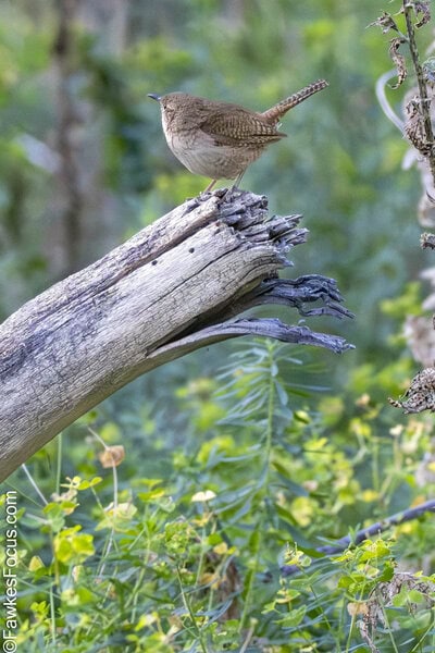 Northern House Wren Northern House Wren perched on a weathered log amidst vibrant greenery showcasing its natural habitat and behavior perfect for birdwatching and wildlife enthusiasts