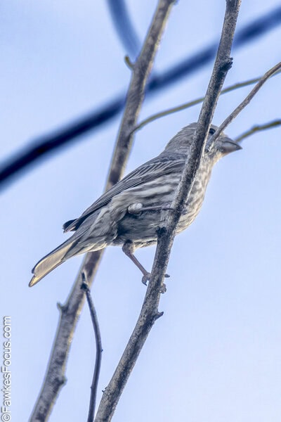 House Finch A House Finch perched on bare branches against a clear blue sky showcasing its brown and white streaked plumage in a natural habitat setting ideal for birdwatching enthusiasts.