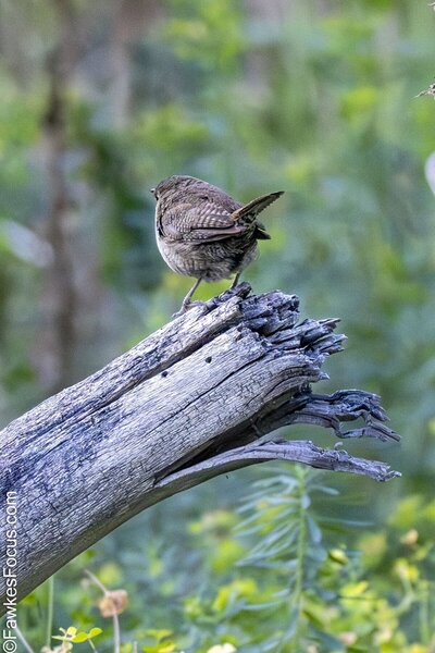 Northern House Wren Northern House Wren perched on a weathered tree branch in a lush green forest capturing the essence of its natural habitat and showcasing its unique plumage.