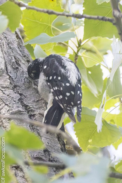 Downy Woodpecker Downy Woodpecker clings to a tree amidst vibrant green leaves showcasing its distinctive black and white plumage while pecking at the bark for insects.