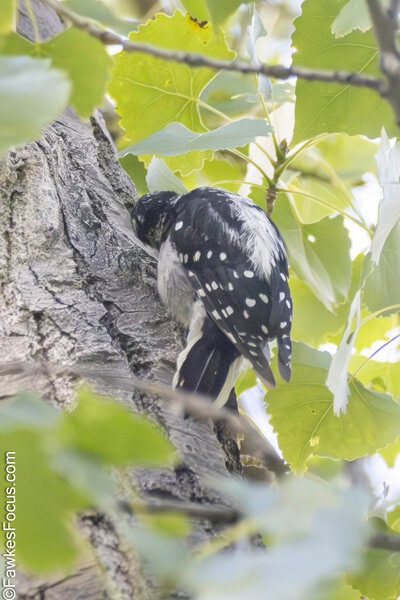 Downy Woodpecker A Downy Woodpecker is perched on the bark of a tree surrounded by green leaves. The bird's black and white feather pattern is visible in a natural habitat setting.