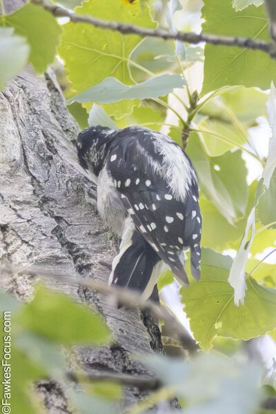 Downy Woodpecker Downy Woodpecker perched on a tree trunk surrounded by green leaves in a forest setting showcasing its striking black and white plumage as it searches for insects.