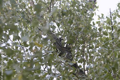 Downy Woodpecker A Downy Woodpecker perched on a tree branch surrounded by lush green leaves showcasing its natural habitat. Ideal for birdwatching enthusiasts and nature lovers alike.