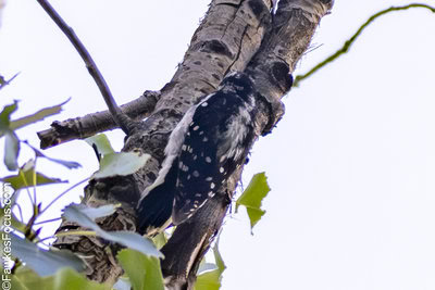 Downy Woodpecker A Downy Woodpecker clings to the side of a tree trunk surrounded by green leaves against a clear sky showcasing its distinctive black and white plumage in its natural habitat.