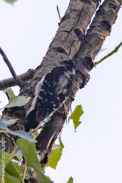 Downy Woodpecker Downy Woodpecker perched on a tree trunk surrounded by green leaves against a clear blue sky showcasing its distinctive black and white plumage in a natural habitat.