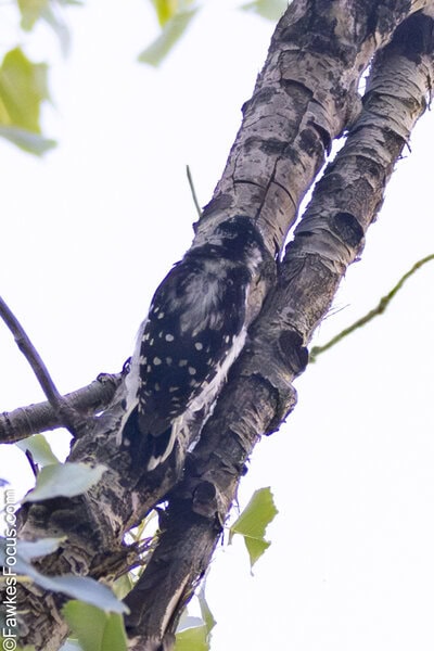 Downy Woodpecker Downy Woodpecker perched on a tree branch with a natural background of green leaves showcasing its black and white plumage ideal for birdwatchers and nature enthusiasts.