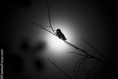 Black-chinned Hummingbird Black-chinned Hummingbird silhouetted against a glowing sky while perched on a slender branch highlighting its distinct features in a serene natural setting.