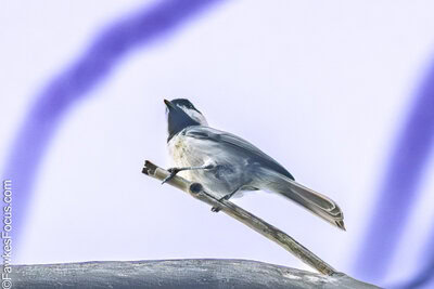 Black-capped Chickadee Black-capped Chickadee perched on a branch against a soft blue sky background showcasing its distinct black cap and white cheeks perfect for birdwatching enthusiasts.
