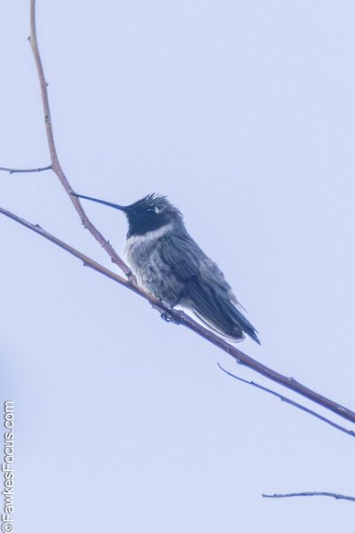 Black-chinned Hummingbird Black-chinned Hummingbird perched on a branch displaying its distinctive plumage against a clear sky background highlighting the beauty of this small bird species.