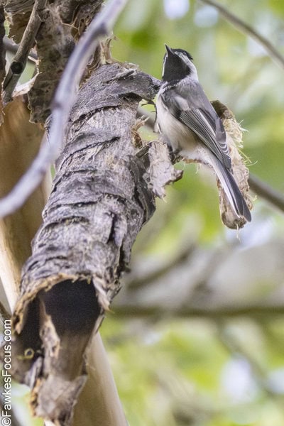 Black-capped Chickadee A Black-capped Chickadee perched on a tree branch in a forest setting. The bird is known for its distinct black cap and melodic call. Crisp detail of its plumage.