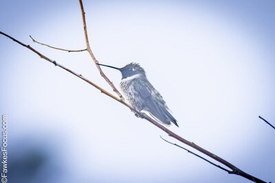 Black-chinned Hummingbird Black-chinned Hummingbird resting on a bare branch with a clear blue sky background showcasing its delicate features and muted colors in a peaceful natural setting.